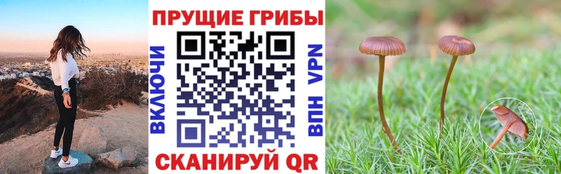 Галлюциногенные грибы мухоморы  продажа наркотиков  Родники 